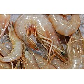 U/10 Gulf White Shrimp - Super Jumbo (Heads-On) IQF